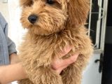 Mi̇ni̇ Boy Maltipoo Oğlumuz