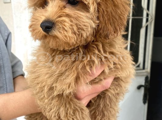 Mi̇ni̇ Boy Maltipoo Oğlumuz görsel
