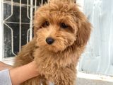 Mi̇ni̇ Boy Maltipoo Oğlumuz