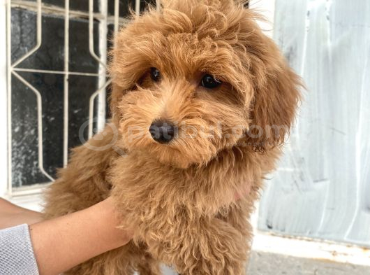 Mi̇ni̇ Boy Maltipoo Oğlumuz görsel