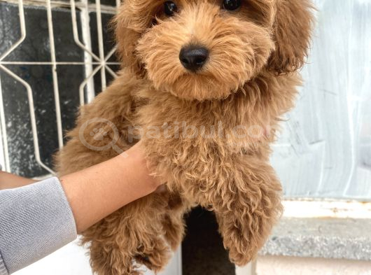 Mi̇ni̇ Boy Maltipoo Oğlumuz görsel