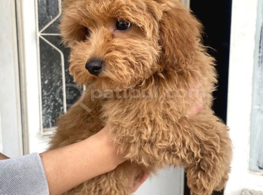 MİNİ BOY MALTIPOO OĞLUMUZ
