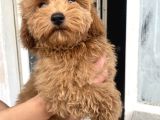 Mi̇ni̇ Boy Maltipoo Oğlumuz