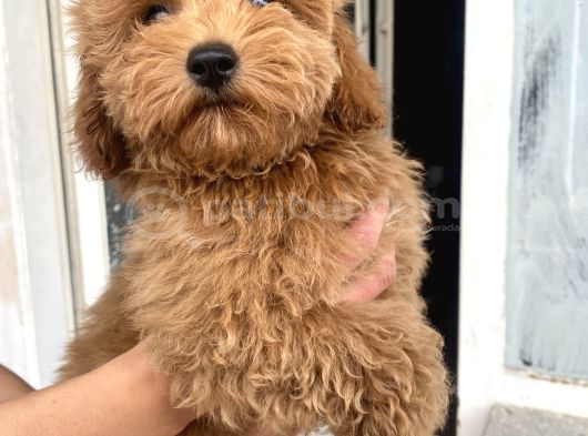 Mi̇ni̇ Boy Maltipoo Oğlumuz görsel