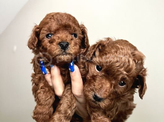 Erkek toy poodle