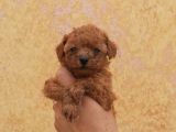 MALTİPOO CİNSİ YAVRULAR EV ÜRETİMİ