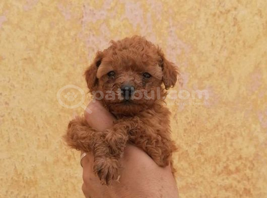 MALTİPOO CİNSİ YAVRULAR EV ÜRETİMİ