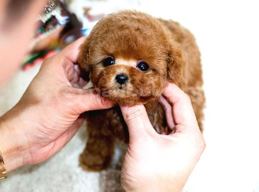 MİCRO BOY TOY POODLE BEBEKLERİM