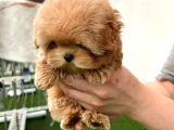 Bebek Yüzlü Toy Poodle Bebekleri̇m