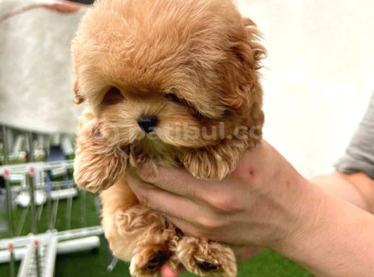 Bebek Yüzlü Toy Poodle Bebekleri̇m görsel
