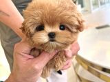 Bebek Yüzlü Toy Poodle Bebekleri̇m