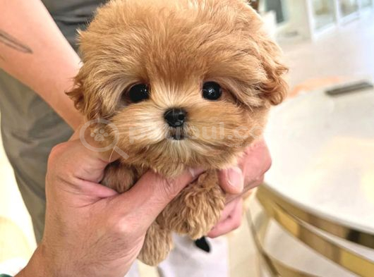 Bebek Yüzlü Toy Poodle Bebekleri̇m görsel