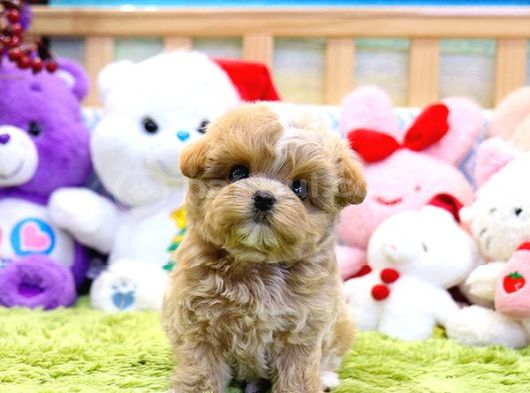 BAYRAM ÜSTÜ İNDİRİMLİ FİYAT TOY POODLE BEBEKELRİM