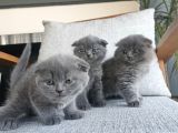 3 tatlı tombul yavrum