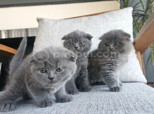 3 tatlı tombul yavrum