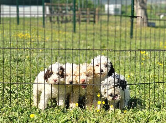 Kif Şecereli̇ Logotto Yavrulari görsel