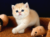 British Shorthair Ve Longhair Golden Yavrular