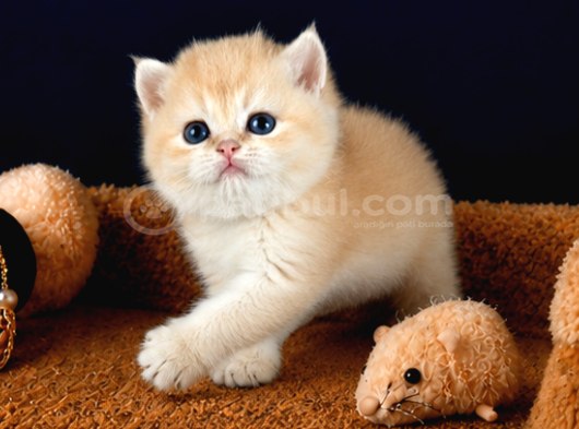 British Shorthair Ve Longhair Golden Yavrular görsel