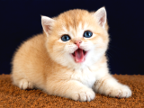 British Shorthair Ve Longhair Golden Yavrular