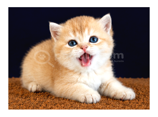 British Shorthair Ve Longhair Golden Yavrular görsel