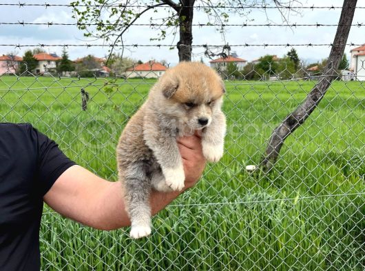 Erkek disi japon akita inu yavrularımız