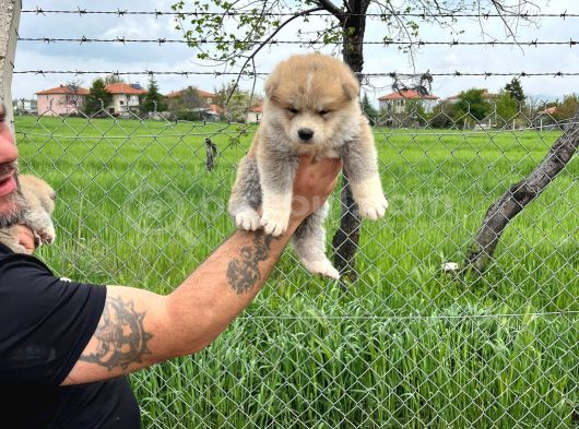 Erkek Disi Japon Akita Inu Yavrularımız görsel