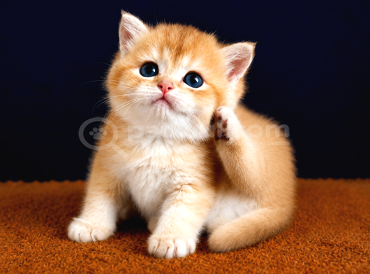 British shorthair ve longhair golden yavrular