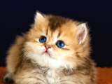 British Shorthair Ve Longhair Golden Yavrular
