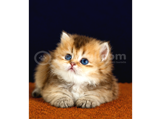 British Shorthair Ve Longhair Golden Yavrular görsel
