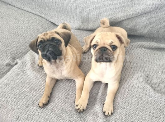 Dişi pug mops yavrularımız