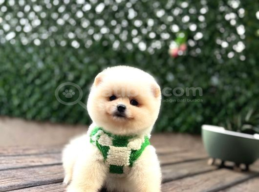 A KALİTE POMERANİAN BOO YAVRUMUZ