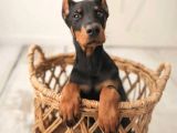A Kalite Doberman Yavrular