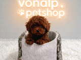 Vonalp Garantisiyle Efsane Güzelli̇kte Toy Poodle Yavrular