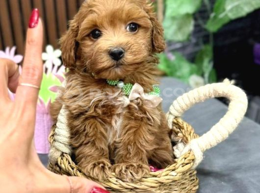 Malti̇poo Ci̇nsi̇ Yavrular Ev Üreti̇mi̇ görsel