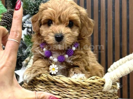 Malti̇poo Ci̇nsi̇ Yavrular Ev Üreti̇mi̇ görsel