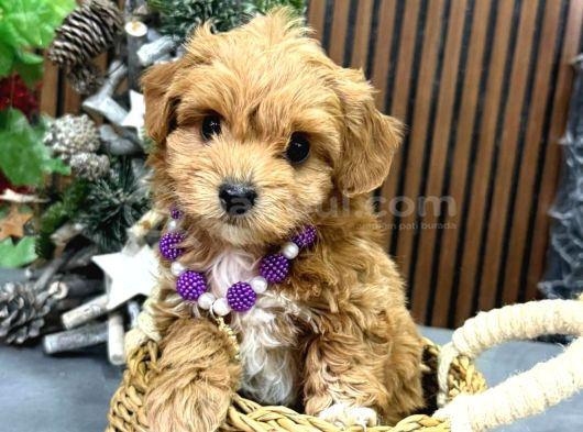 Malti̇poo Ci̇nsi̇ Yavrular Ev Üreti̇mi̇ görsel
