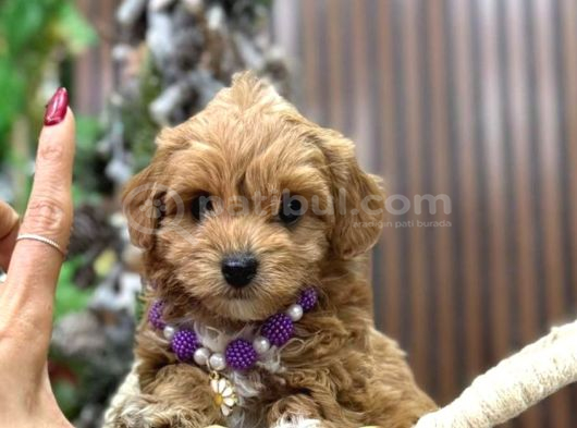 Malti̇poo Ci̇nsi̇ Yavrular Ev Üreti̇mi̇ görsel