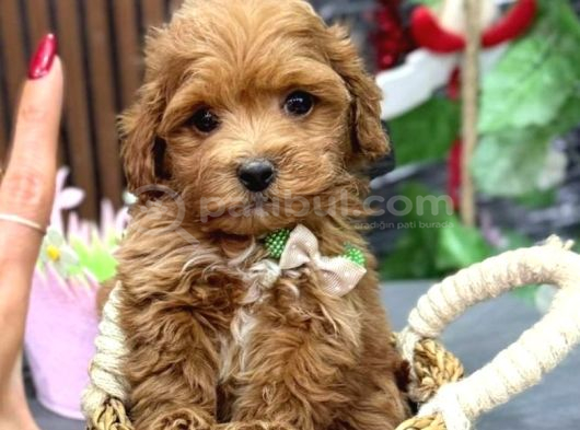 MALTİPOO CİNSİ YAVRULAR EV ÜRETİMİ