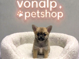 Vonalp Pet Garantisiyle Efsane Güzelli̇kte Chihuaha Yavrular