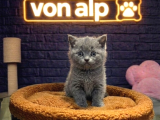 VONALP PET GARANTISIYLE EFSANE GÜZELLİKTE BRİTİSH SHORTHAİR