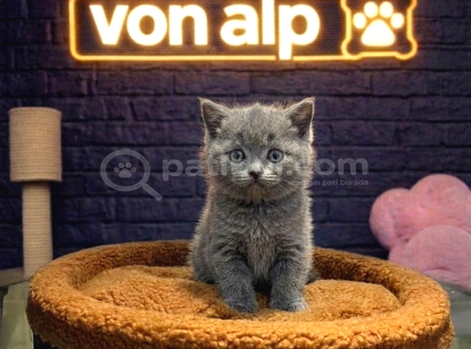 VONALP PET GARANTISIYLE EFSANE GÜZELLİKTE BRİTİSH SHORTHAİR