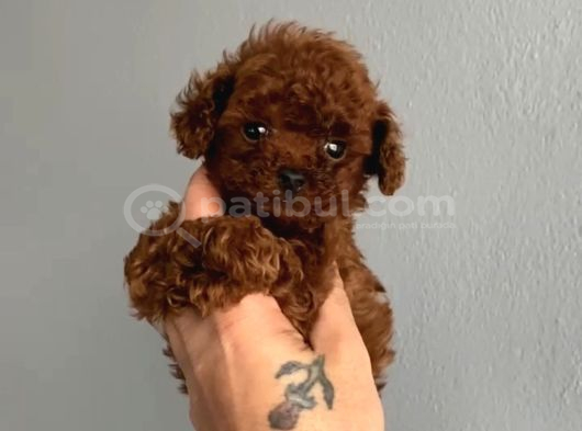 TOY POODLE SEVİMLİ YAVRULAR EV ÜRETİMİ