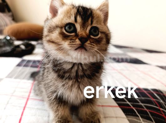 Beyaz Ve Golden Kısa Tüylü British Yavrularım görsel