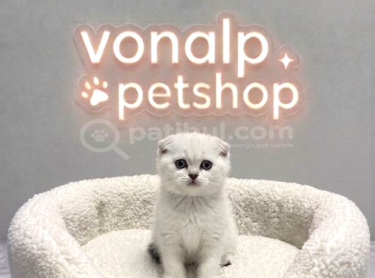 Vonalp Pet Garantisiyle Efsane Güzelli̇kte Scotti̇sh Fold görsel