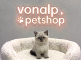 Vonalp Pet Garantisiyle Efsane Güzelli̇kte Bri̇ti̇sh Shorthai̇r