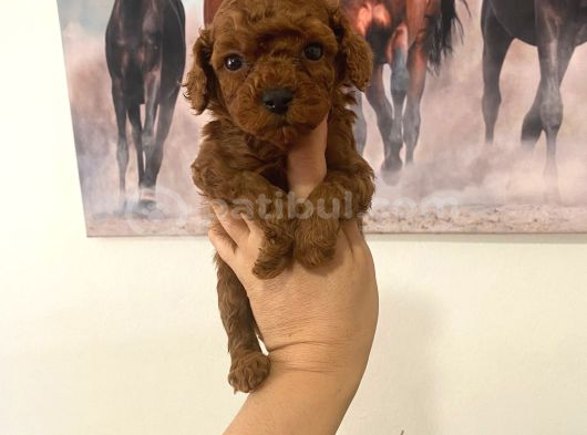 Show Kalite dark Toy Poodle yavrularım