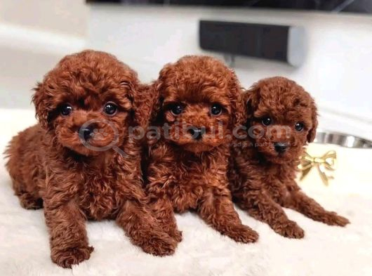 EN İYİSİNİ İSTİYENLERE GERÇEK KOREA POODLE YAVRULAR ANKARA