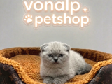 Vonalp Pet Garantisiyle Efsane Güzelli̇kte Scotti̇sh Fold