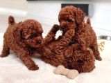 En İyi̇si̇ni̇ İsti̇yenlere Gerçek Korea Poodle Yavrular Ankara