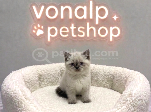 VONALP PET GARANTISIYLE EFSANE GÜZELLİKTE BRİTİSH SHORTHAİR
